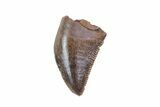 Small Theropod (Raptor) Tooth - Judith River Formation #72545-2
